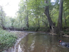 Creek on property