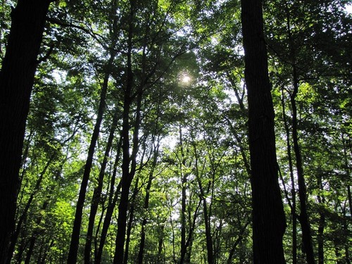 5.36 Acres in Fairystone - TBD Foley Ridge Road - Stuart, VA
